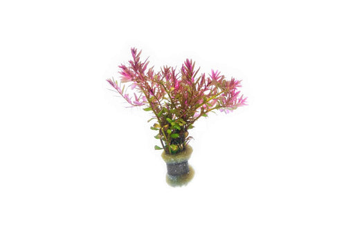 Rotala Blood Red