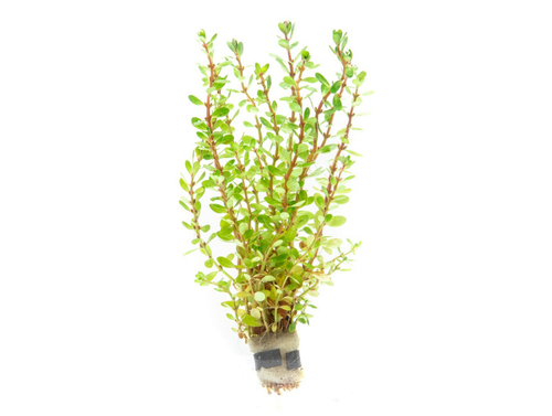 Rotala Bonsai