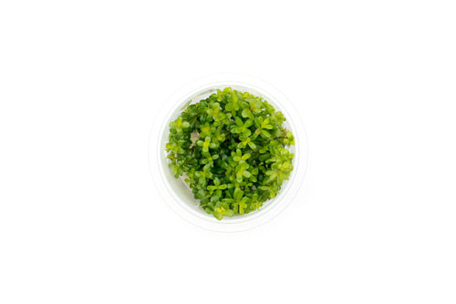 Rotala Coin Leaf Aquatic Farmer Tissue Culture