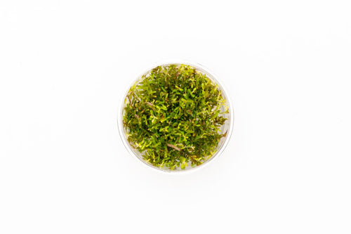 Rotala Hra UNS Tissue Culture