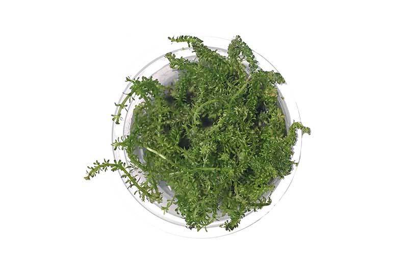 Rotala Macrandra 'Bangladesh' Tissue Culture - BucePlant.com