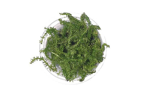 Rotala Macrandra 'Bangladesh' Aquatic Farmer Tissue Culture