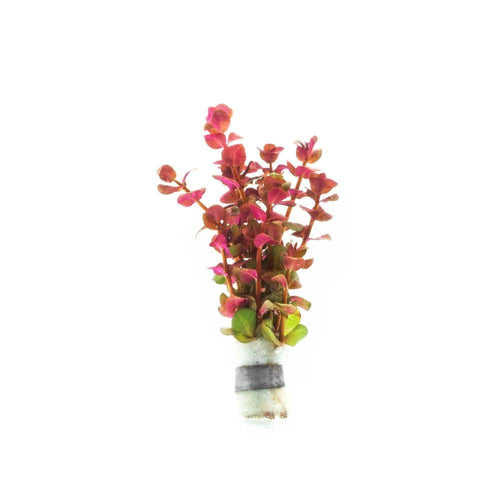 Rotala Macrandra Mini Pink