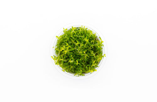 Rotala Macrandra Pink Aquatic Farmer Tissue Culture