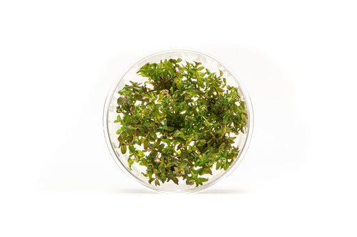 Rotala Macrandra UNS Tissue Culture