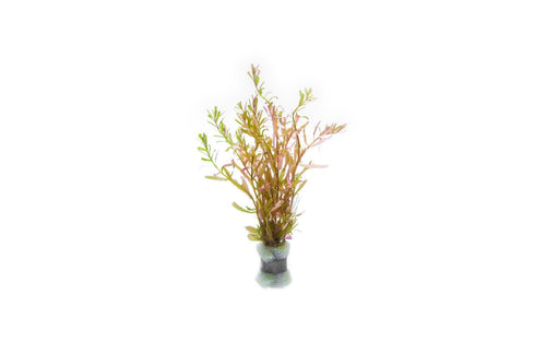 Rotala Manipurensis