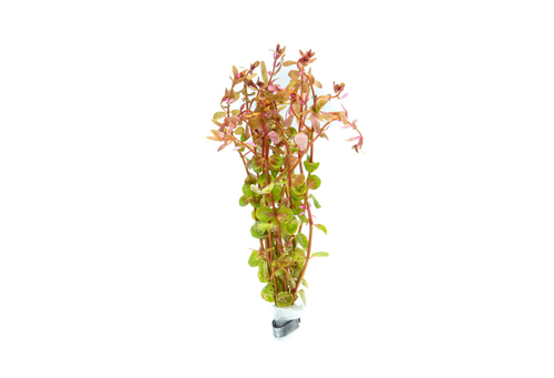 Rotala Rotundifolia Red