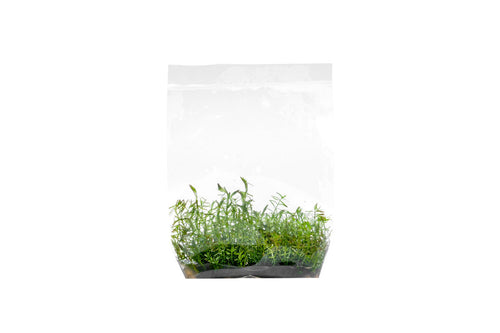 Rotala Vietnam Tissue Culture Bag