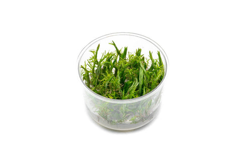 Rotala Vietnam UNS Tissue Culture