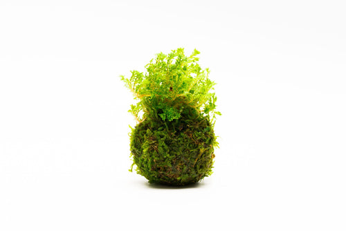 Selaginella Indonesia On Clay Moss Ball
