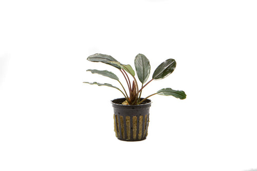 Bucephalandra Silver Stein