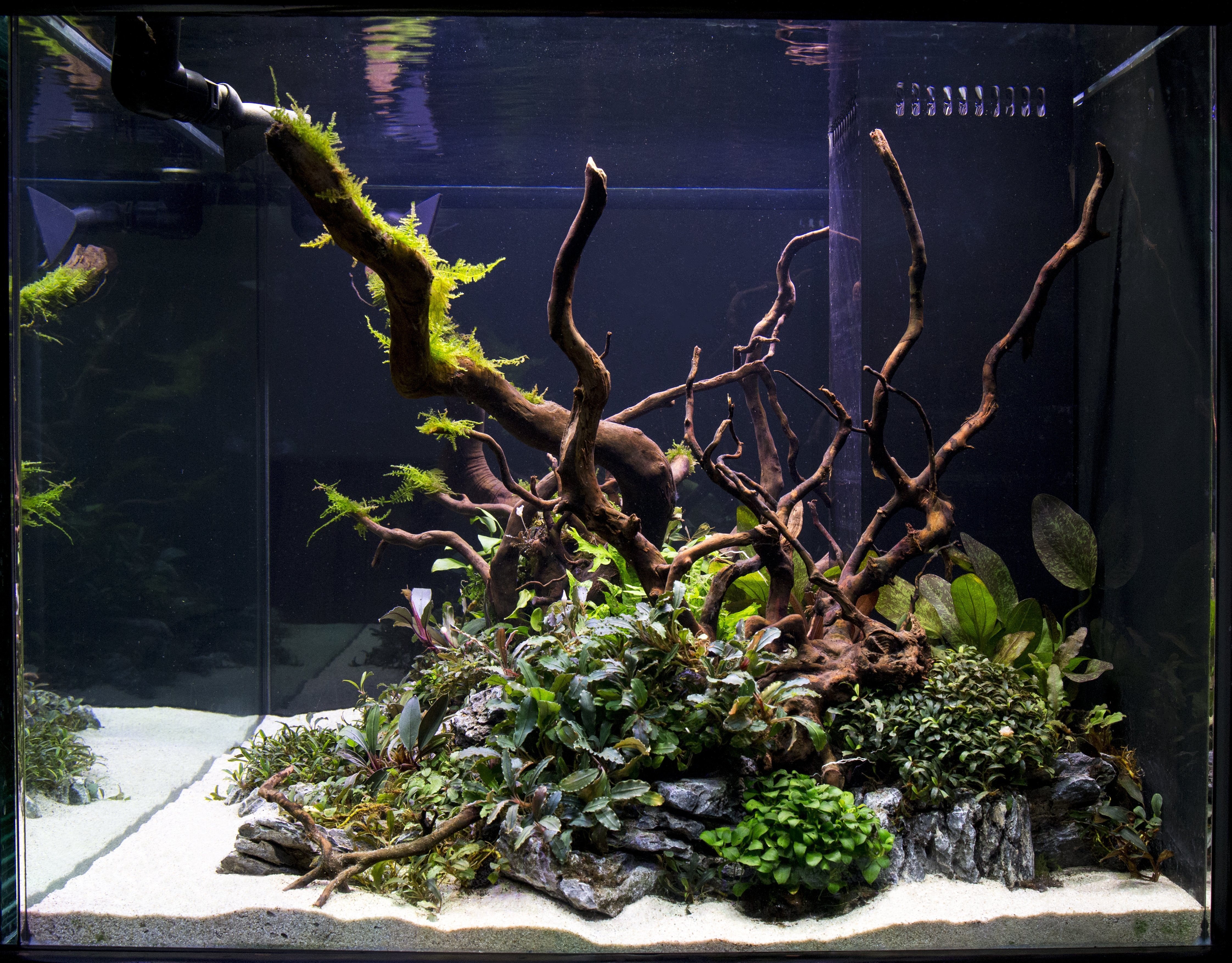 Planned hardscape on my new 10 gallon. spiderwood and seiryuu stone with  black sand. Open to suggestions for plants that won't need CO2. :  r/Aquascape
