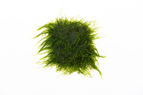 Spiky Moss on Stainless Steel