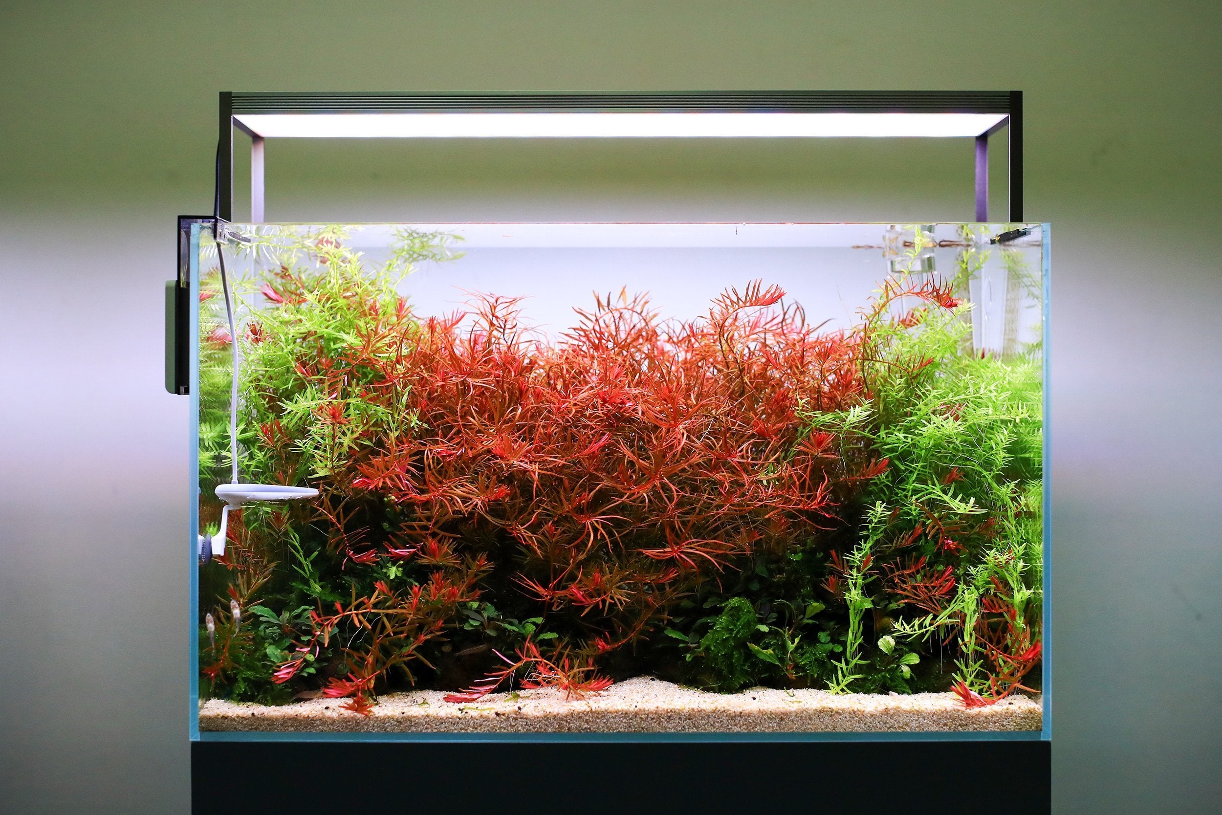 Twinstar S Series- Aquarium — Buce Plant