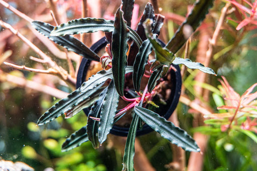 Bucephalandra Red Under Aquarium Plant — Buce Plant