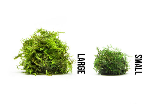 Java Moss Aquarium Plant — Buce Plant