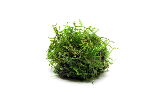 Java Moss Aquarium Plant — Buce Plant