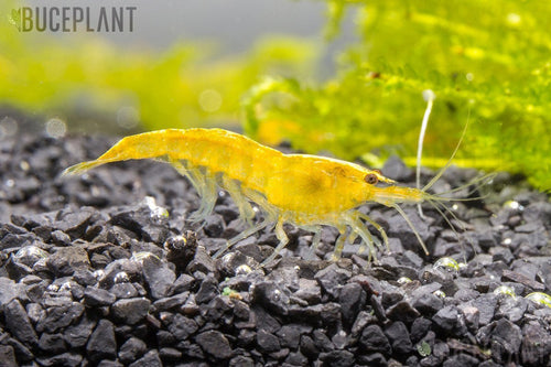 Yellow Goldenback Shrimp