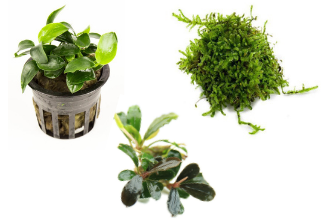 low tech aquarium plants