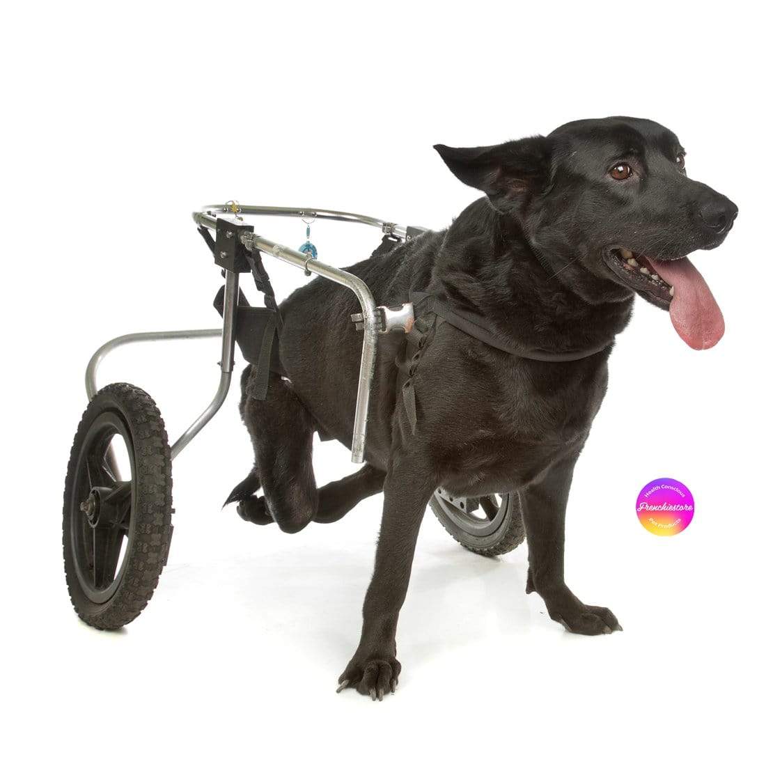 C G Xxx Dog Video - Mobility Issues in dogs