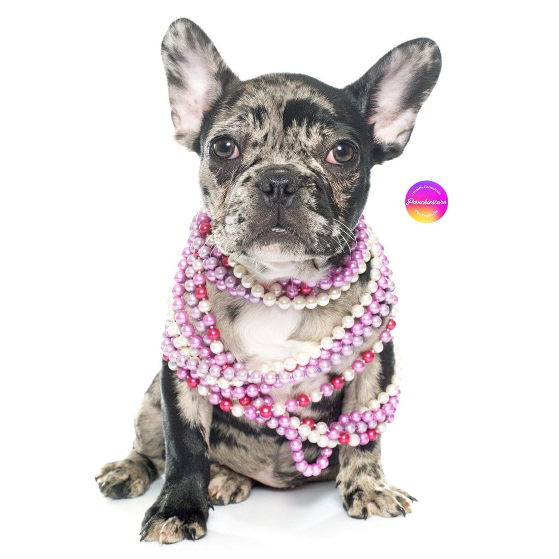 lilac tri color french bulldog