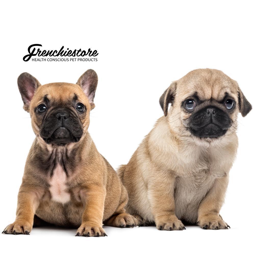 why you should get a french bulldog