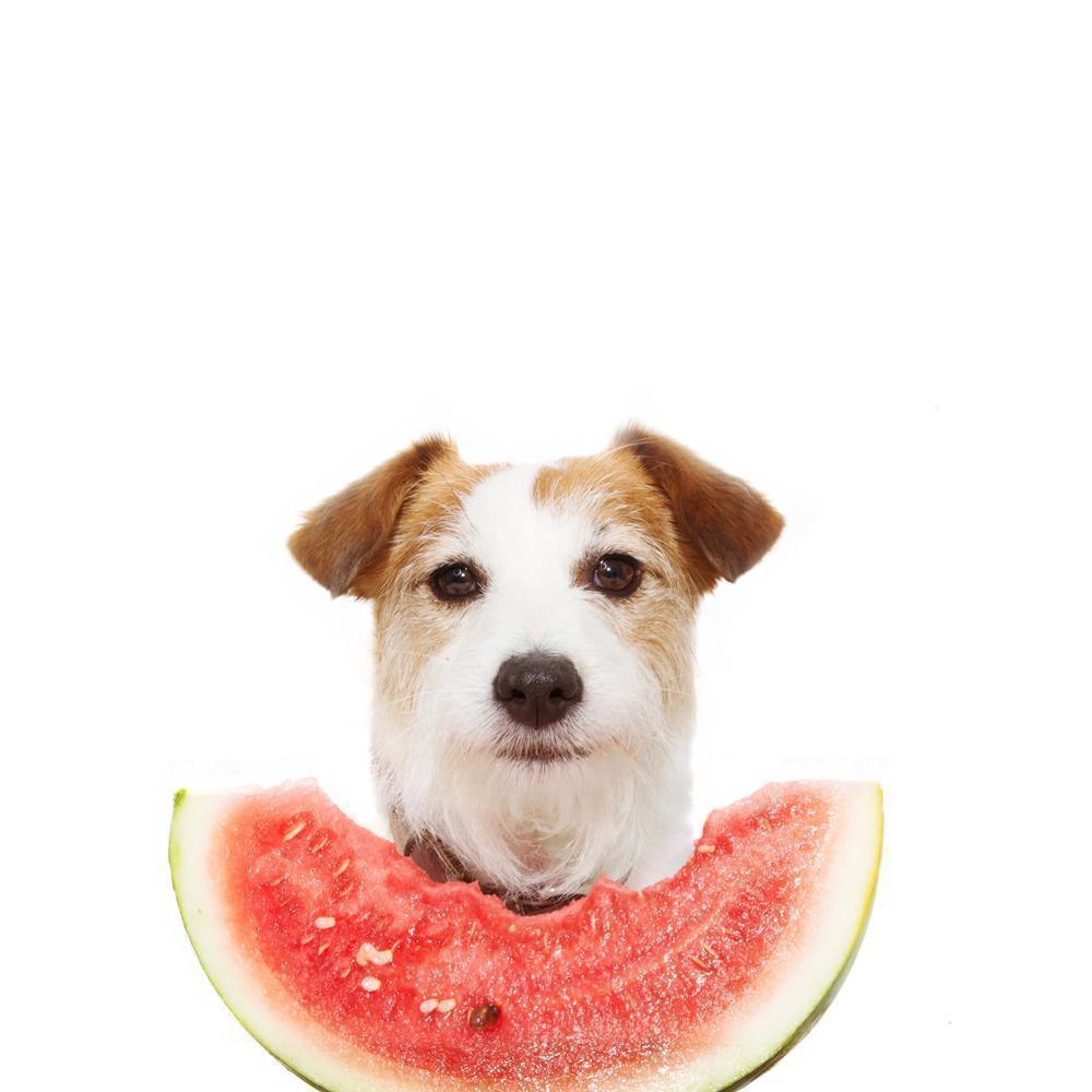 will watermelon rind hurt my dog