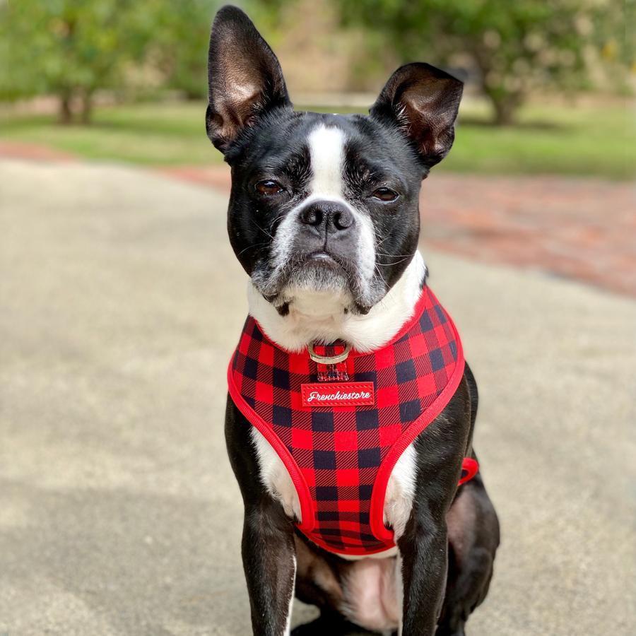 Boston Terrier Dog Breed â€“ All You Need to Know
