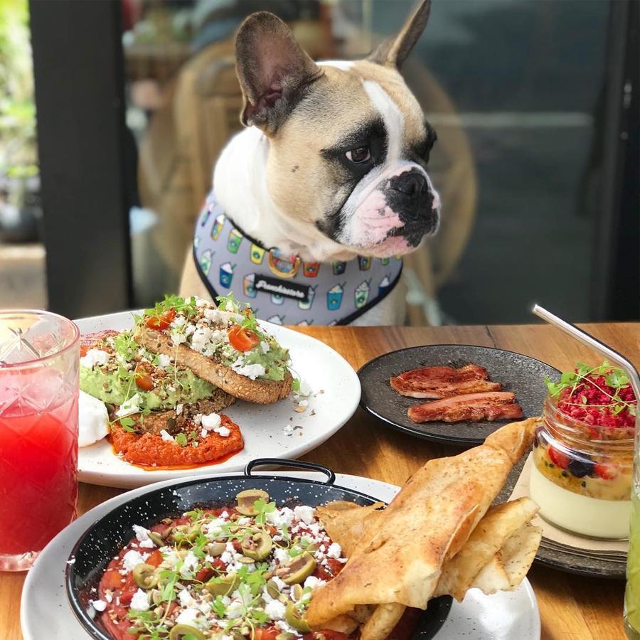 do any restaurants allow dogs
