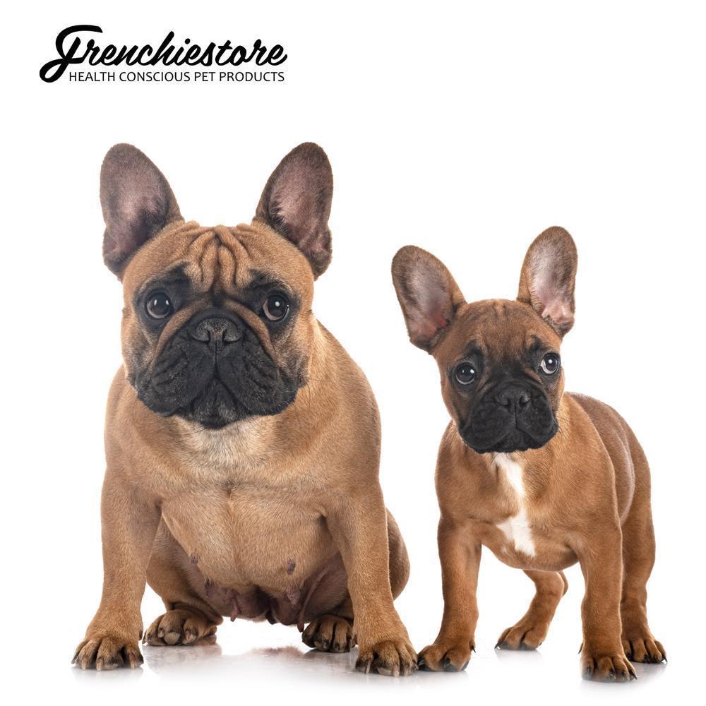 what is the difference between a bulldog and a french bulldog