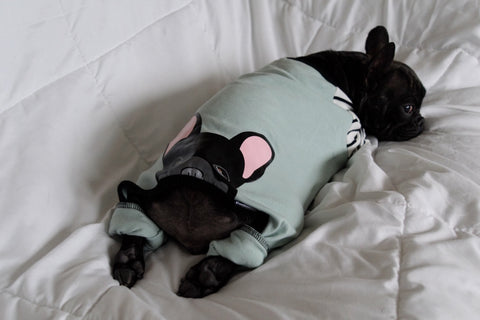 black frenchie bulldog wearing frenchiestore black frenchie pejamas