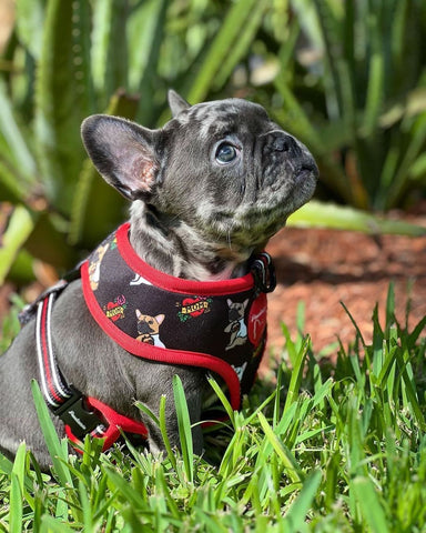 why do frenchies shed after bath