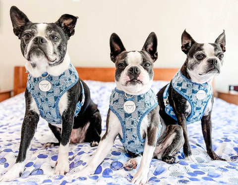 How to groom boston terriers by frenchiestore