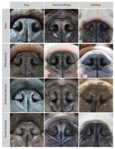 stenotic nares in French Bulldogs, pugs and english bulldogs