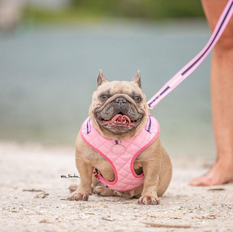 How to care for pregnant french bulldog