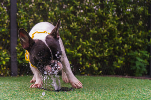 eine französische Bulldogge, die mit Wasser spielt