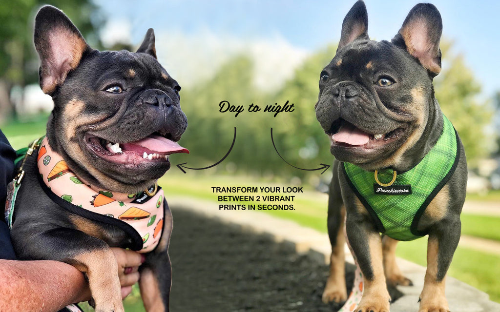 frenchie harness two looks in one harness french bulldog wearing 2 sides of Frenchiestore health harness