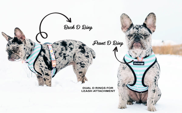 frenchie duo reversible harness