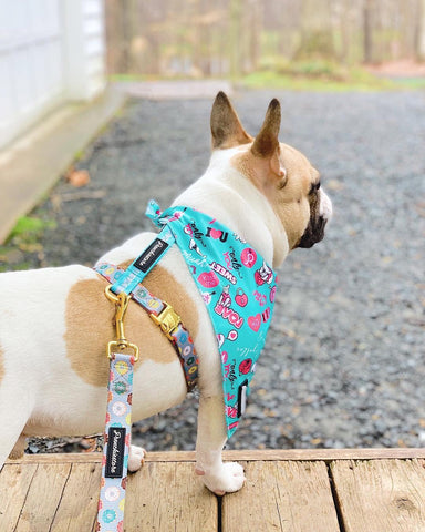 frenchiestore cooling bandanas for hot days frenchie frenchies frenchy dog bulldog