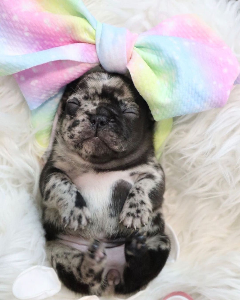 Rare colors in French Bulldogs - Merle Frenchie