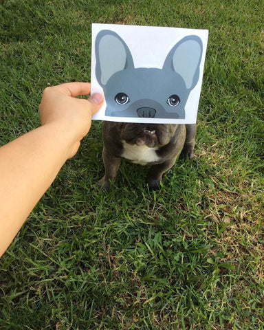 Bluenjy the Frenchie French bulldog car decal
