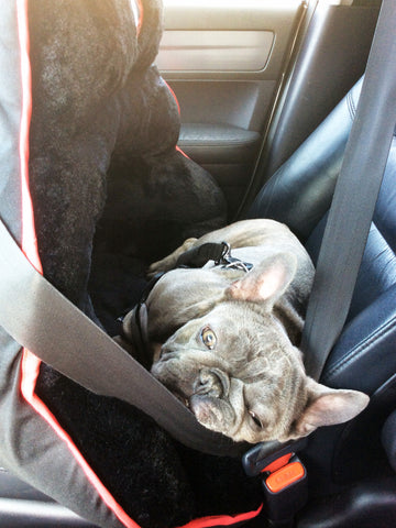 Bluenjy the Frenchie car safety tips for dogs pets safe travel