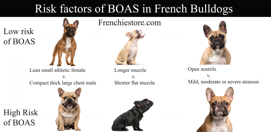Risikofaktoren von BOAS bei französischen Bulldoggen