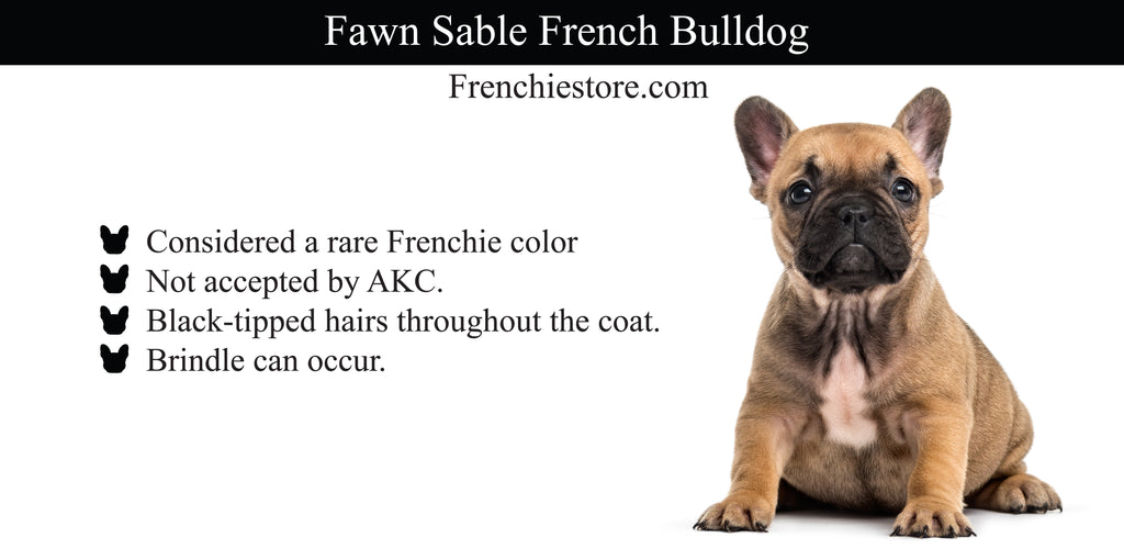 Fawn Sable Frenchie dog Frenchiestore.com