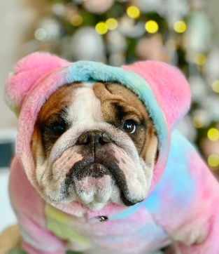 Christmas Gift Guide for French Bulldogs