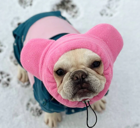 French Bulldog Clothing For Winter