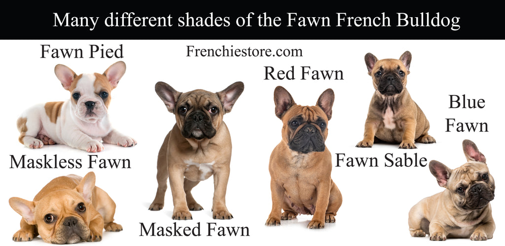 Many different shades of the fawn French Bulldog