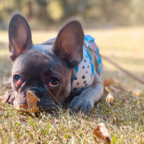 Bouledogue français aux yeux cerises