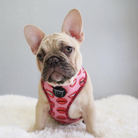 First Aid French Bulldogs