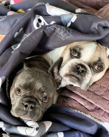 dog blankets